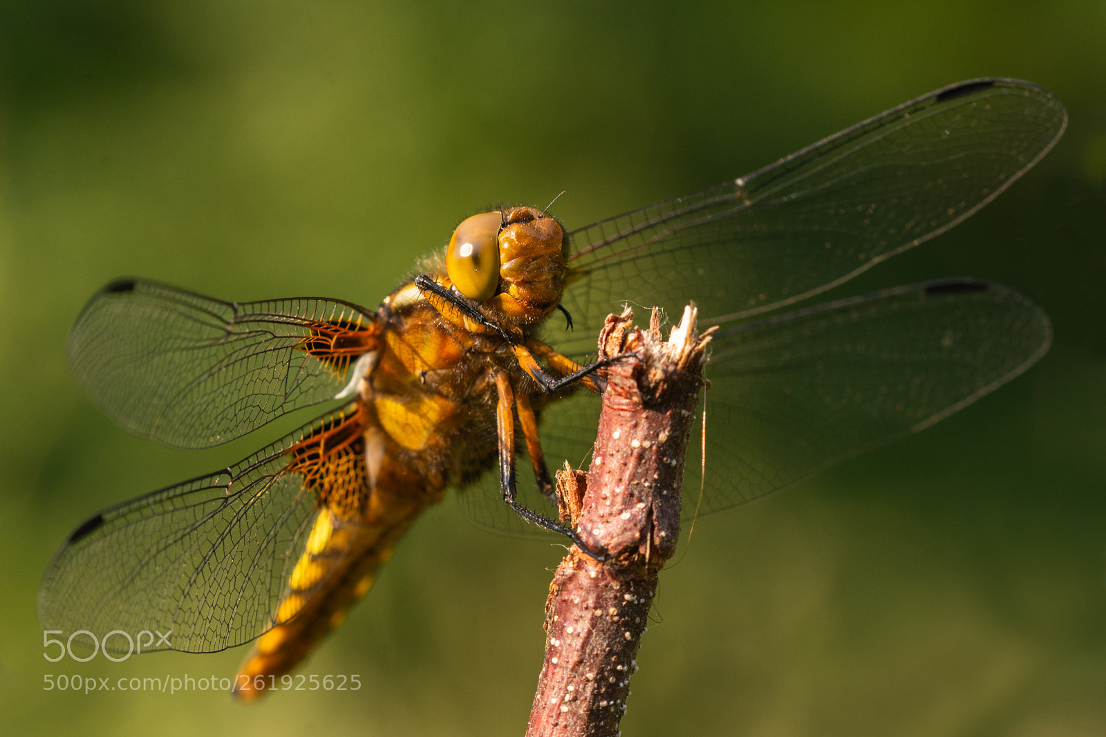 Nikon D7200 sample photo. Libellula depressa photography