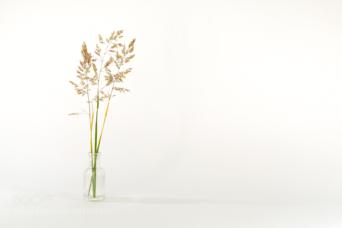 Canon EOS 5D Mark II sample photo. Bottle grasses photography