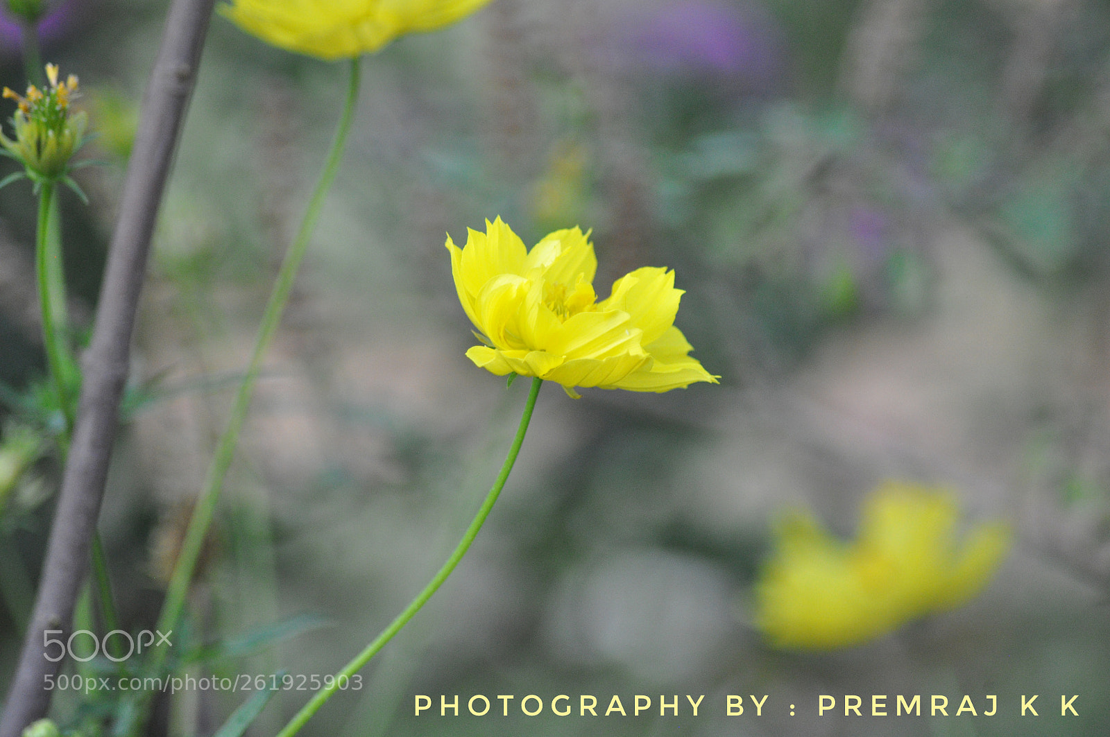 Nikon D90 sample photo. Untitled photography