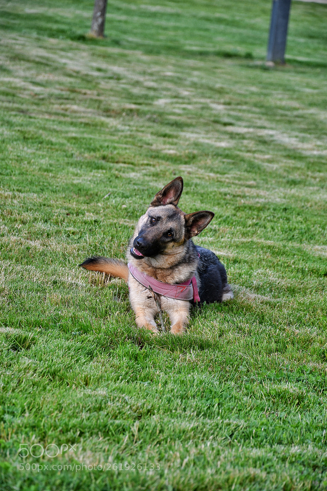 Nikon D7500 sample photo. Luna photography