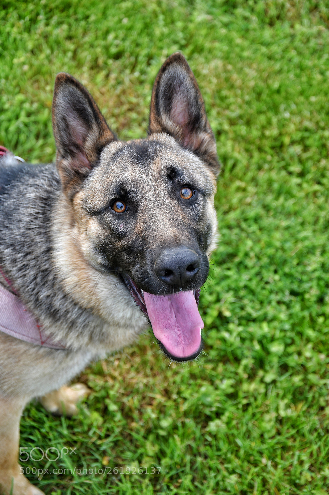 Nikon D7500 sample photo. Luna photography