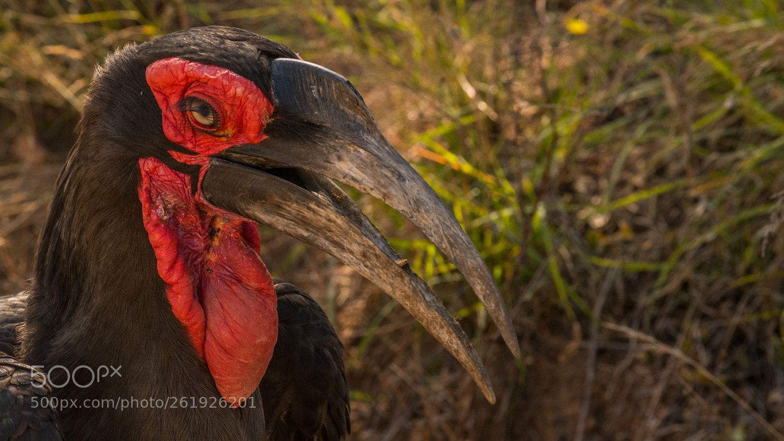 Nikon D5500 sample photo. Red photography