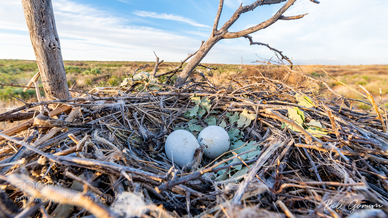 Nikon D750 sample photo. Swainson's hawk nest with photography