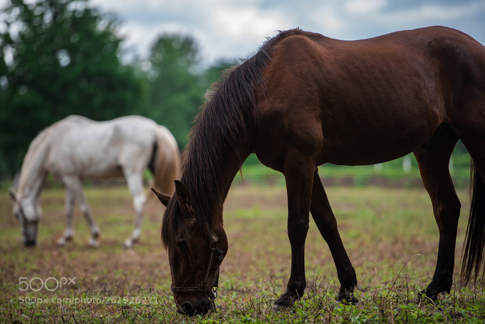 Nikon D750 sample photo. Contrast photography