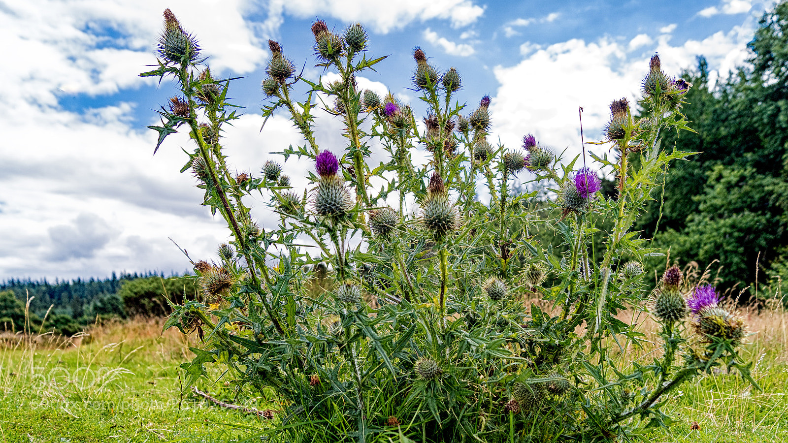 Sony ILCA-77M2 sample photo. Thistle in the summer photography