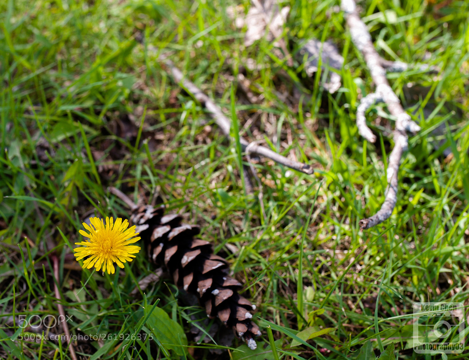 Nikon D810 sample photo. Natural grass photography