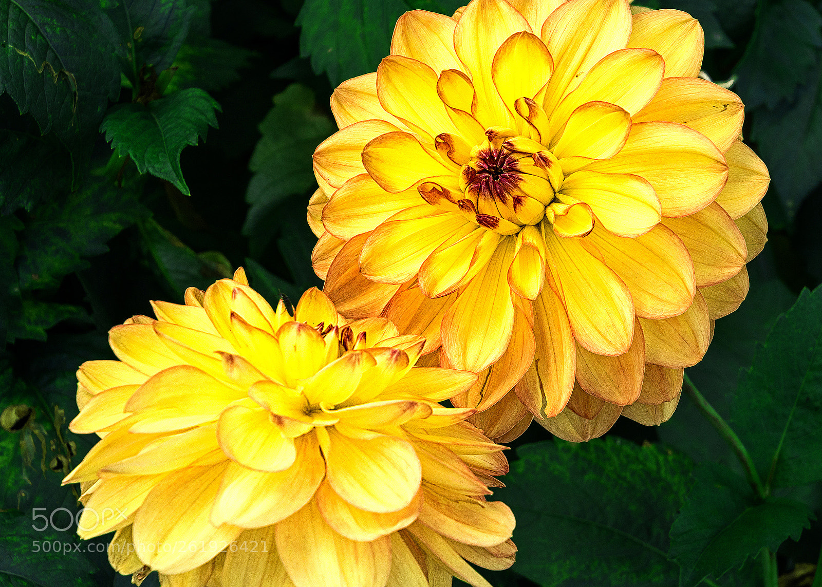 Sony ILCA-77M2 sample photo. Dahlia gold photography
