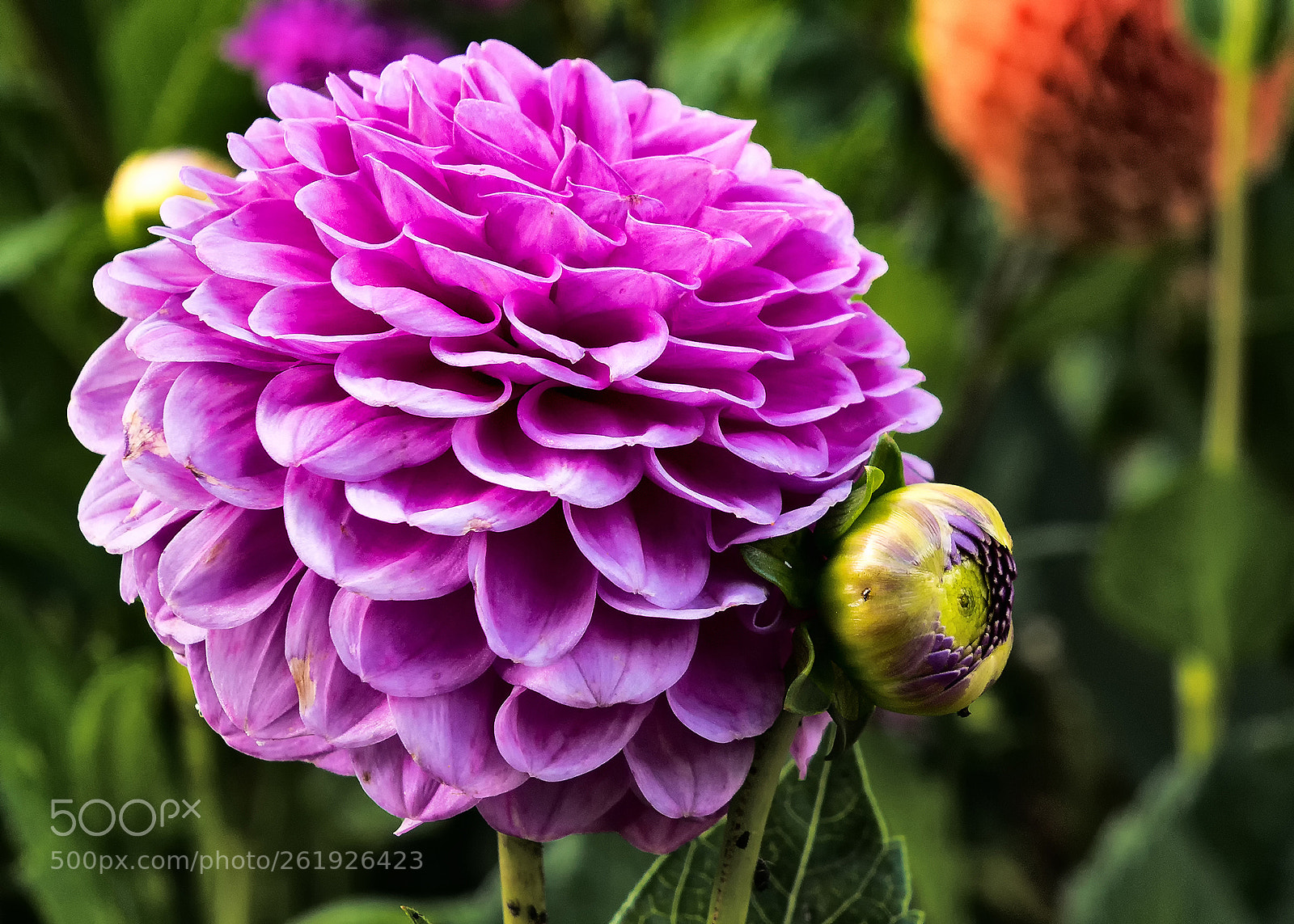 Sony ILCA-77M2 sample photo. Dahlia purple photography
