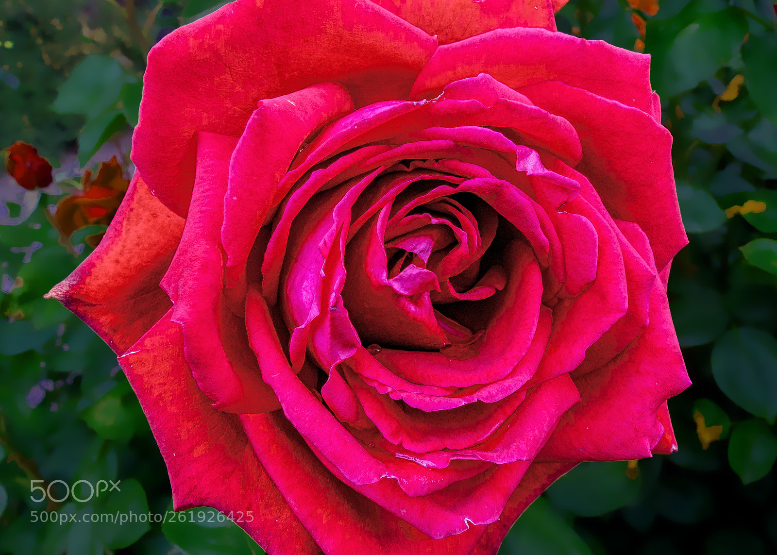 Fujifilm FinePix S6500fd sample photo. Red rose photography