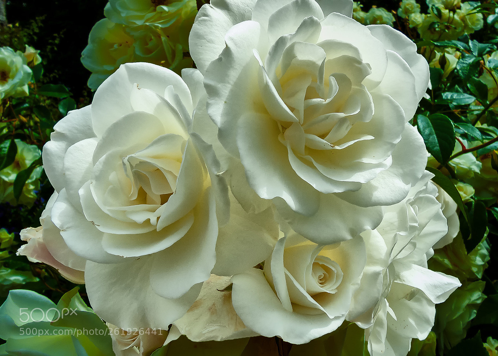 Fujifilm FinePix S6500fd sample photo. White rose photography