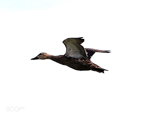 Canon EOS-1D X Mark II sample photo. 06-12-18-0022278 1.jpg photography