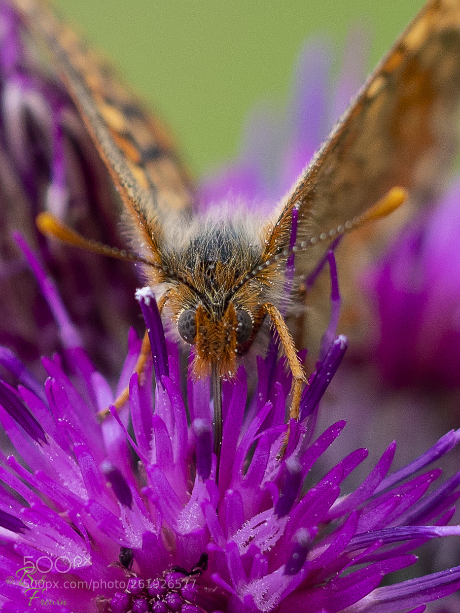 Olympus OM-D E-M1 Mark II sample photo. Marsh fritillary photography
