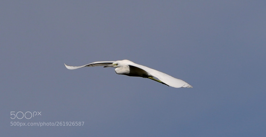 Canon EOS-1D X Mark II sample photo. 06-12-18-0022275.jpg photography