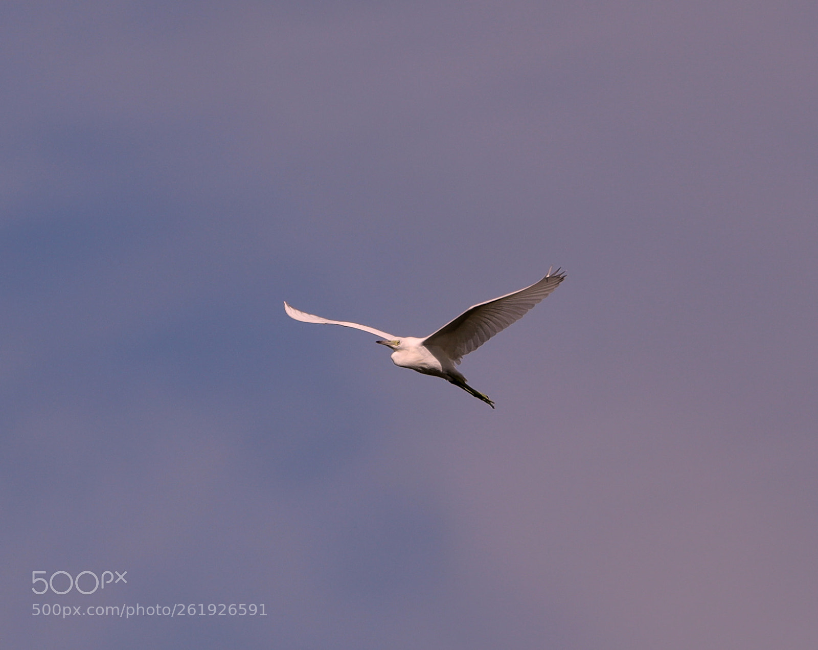 Canon EOS-1D X Mark II sample photo. 06-12-18-0022274.jpg photography