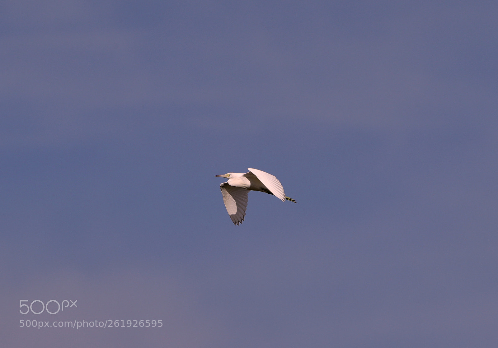 Canon EOS-1D X Mark II sample photo. 06-12-18-0022272.jpg photography