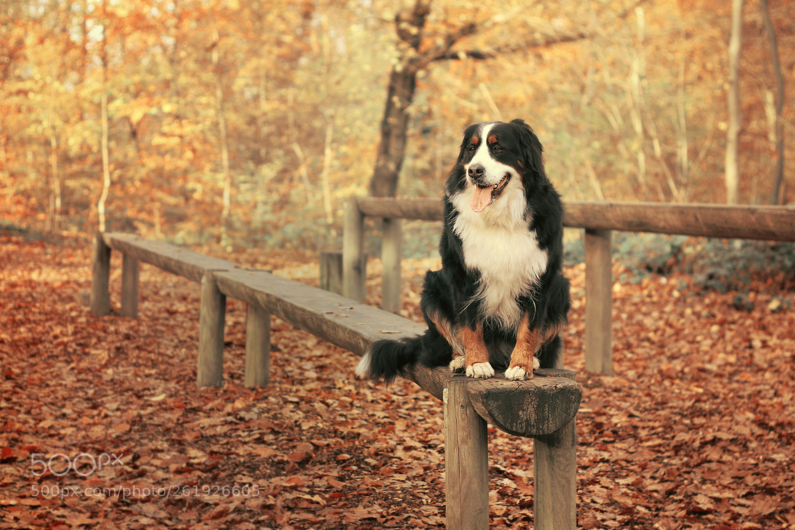 Canon EOS 7D sample photo. Bouviers bernois photography