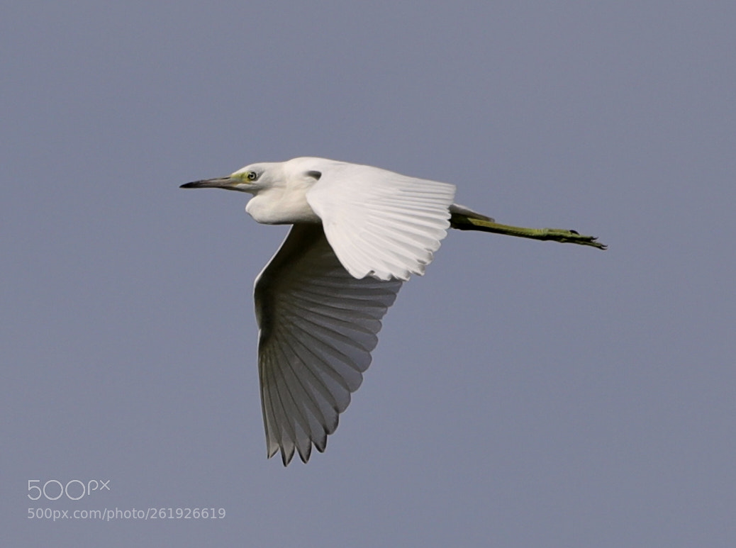 Canon EOS-1D X Mark II sample photo. 06-12-18-0022271.jpg photography