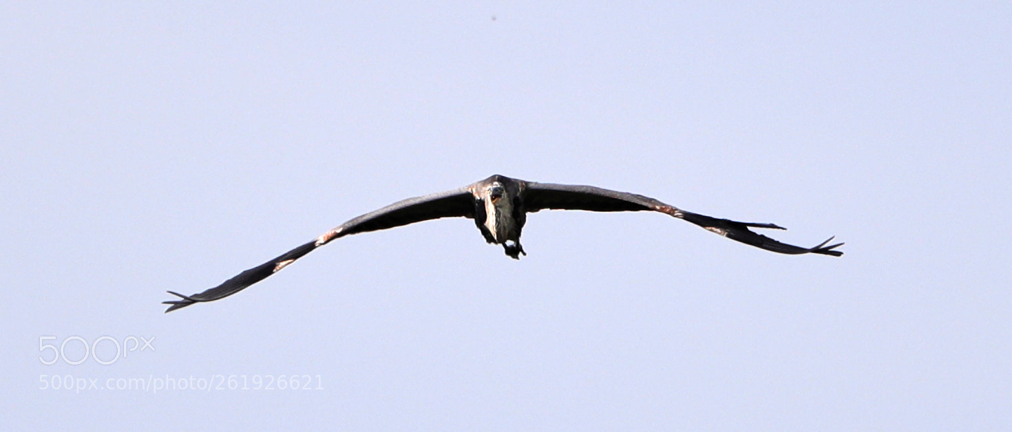 Canon EOS-1D X Mark II sample photo. 06-12-18-0022270.jpg photography