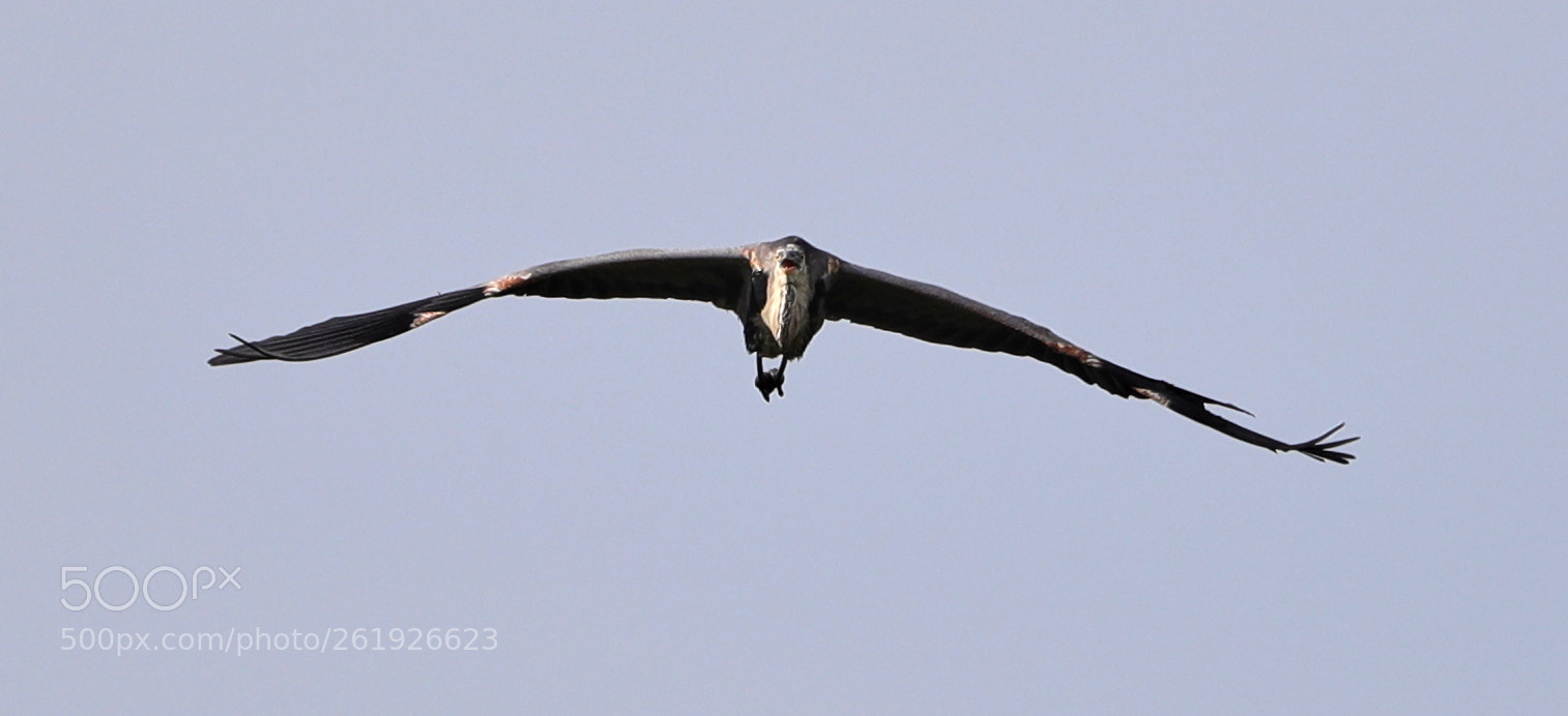 Canon EOS-1D X Mark II sample photo. 06-12-18-0022269.jpg photography