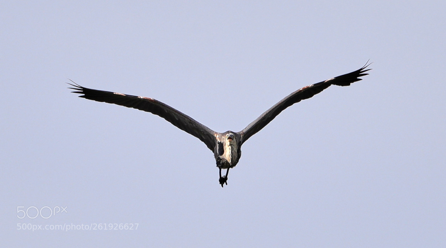 Canon EOS-1D X Mark II sample photo. 06-12-18-0022268.jpg photography