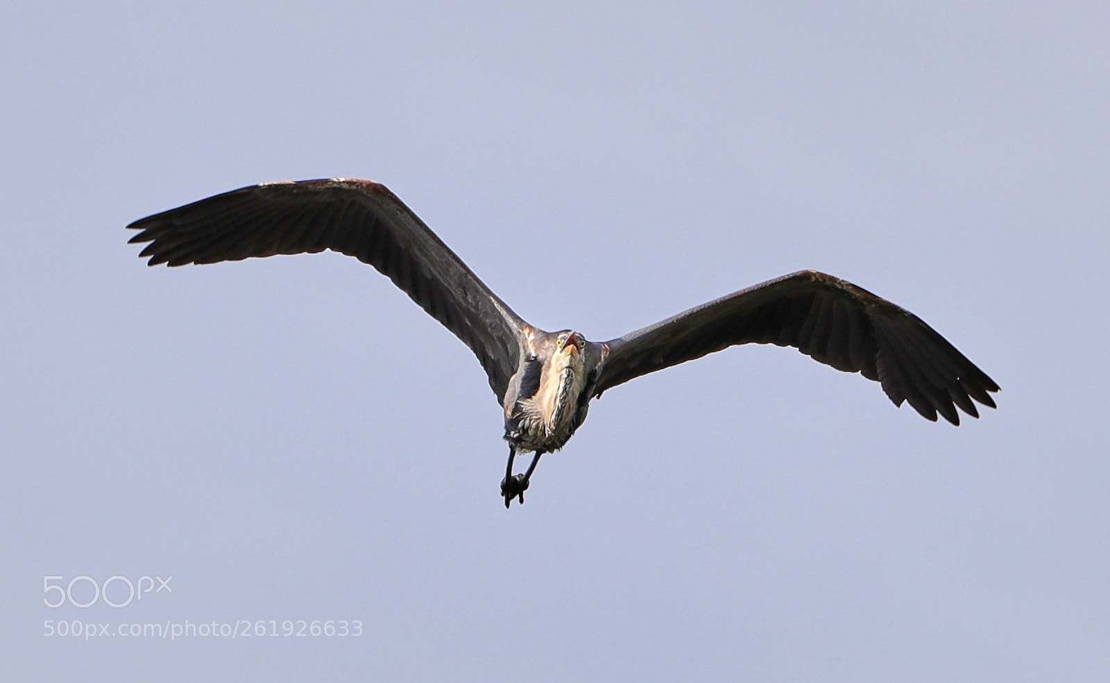 Canon EOS-1D X Mark II sample photo. 06-12-18-0022265.jpg photography