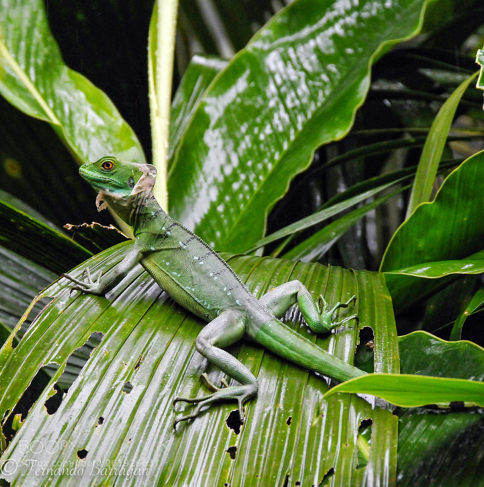 Nikon D300S sample photo. Basilico hembra cambiando la photography