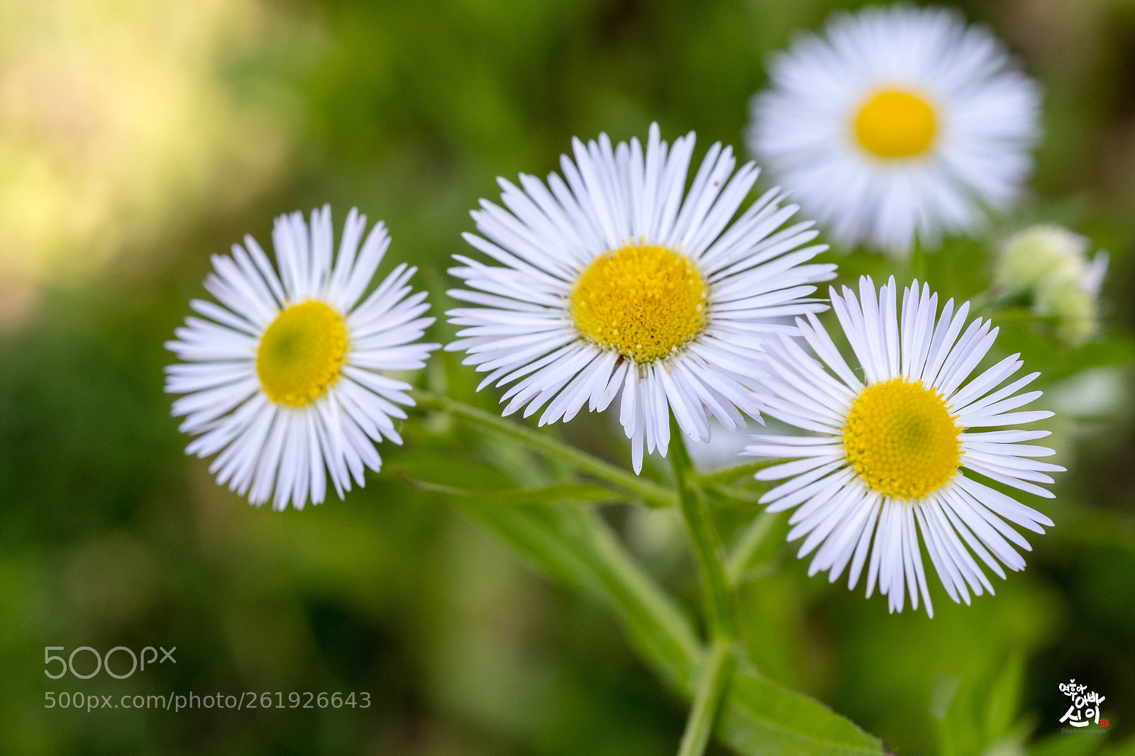 Fujifilm X-T2 sample photo. Annual fleabane photography
