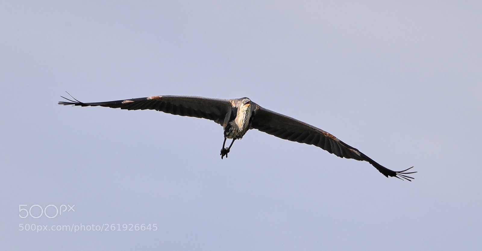 Canon EOS-1D X Mark II sample photo. 06-12-18-0022264.jpg photography
