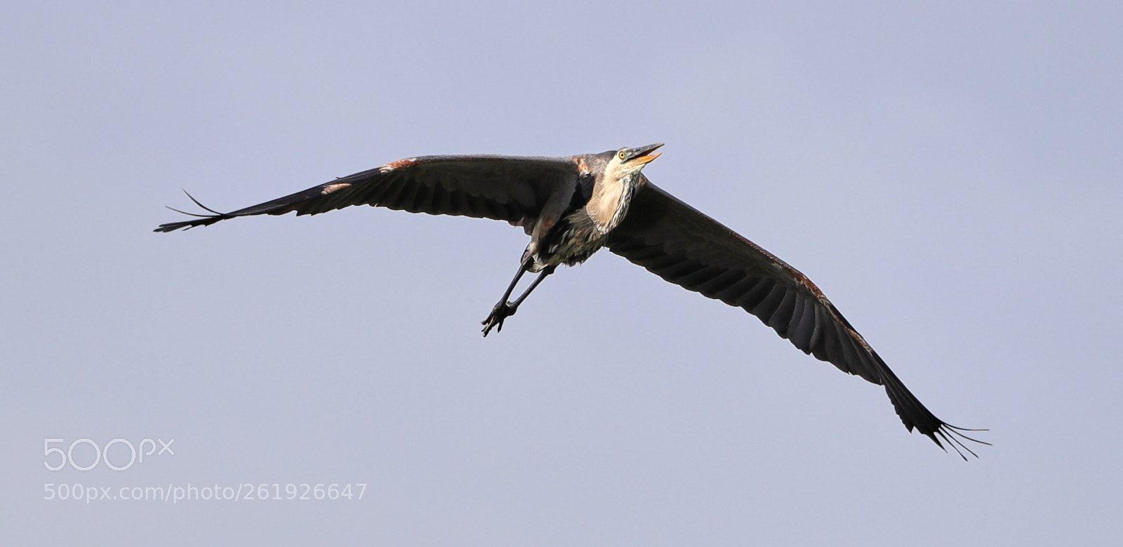 Canon EOS-1D X Mark II sample photo. 06-12-18-0022263.jpg photography