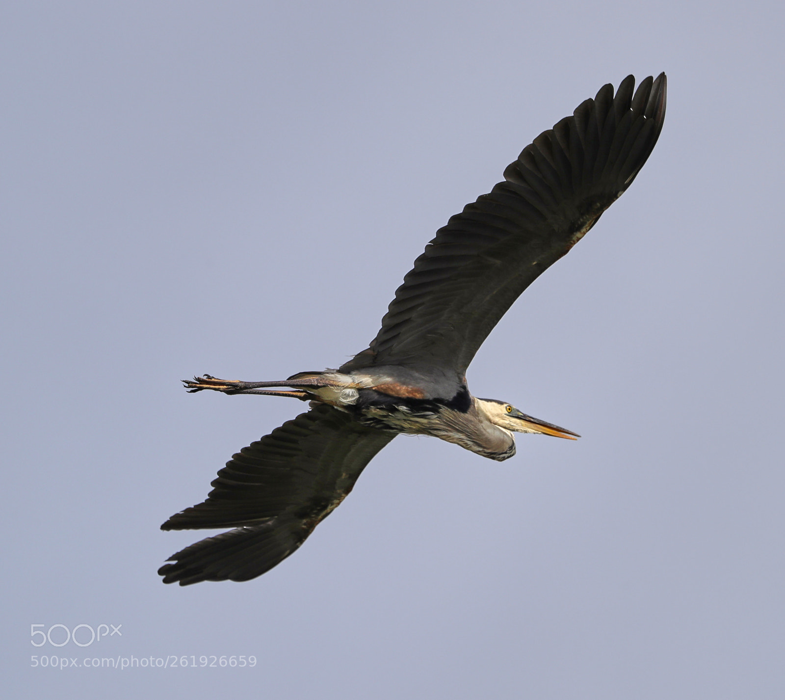 Canon EOS-1D X Mark II sample photo. 06-12-18-0022256.jpg photography