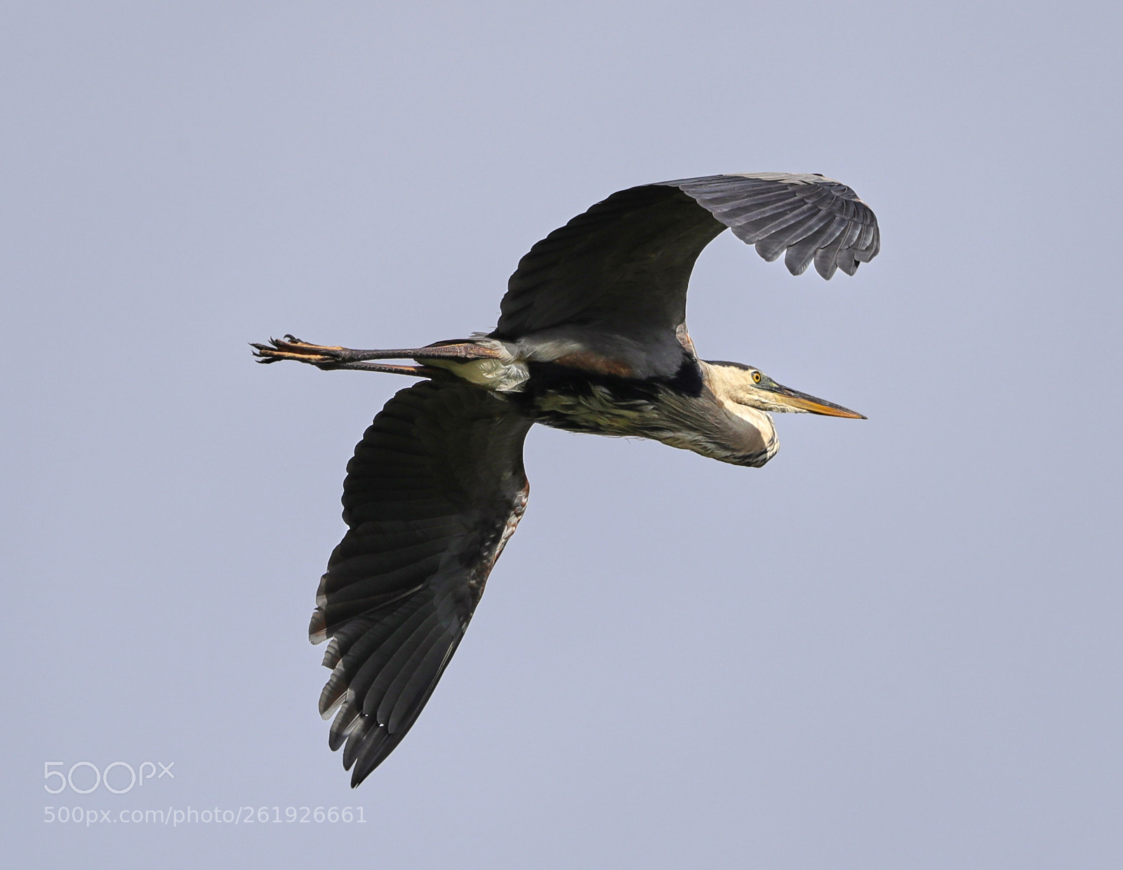 Canon EOS-1D X Mark II sample photo. 06-12-18-0022255.jpg photography