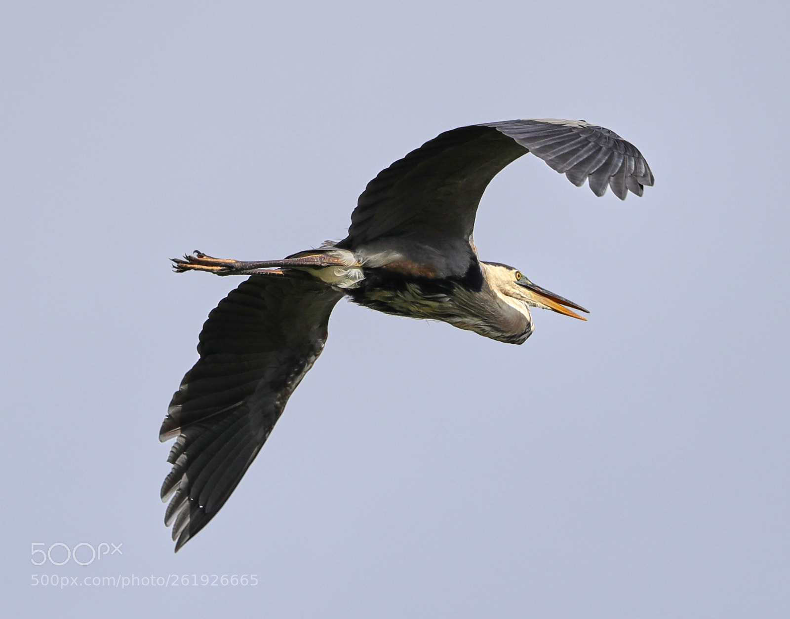 Canon EOS-1D X Mark II sample photo. 06-12-18-0022253.jpg photography