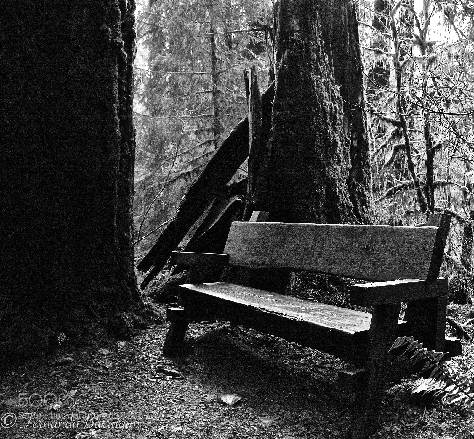 Nikon D7100 sample photo. Banco en el bosque photography