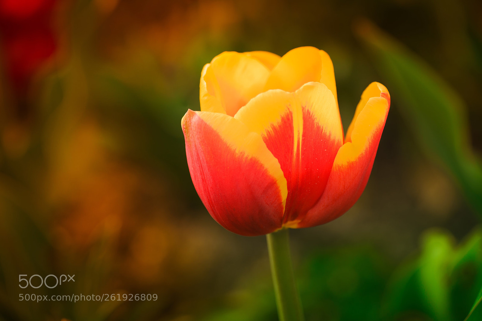 Sony a7R III sample photo. Untitled photography