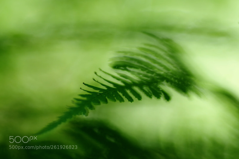 Tamron SP AF 90mm F2.8 Di Macro sample photo. Green photography