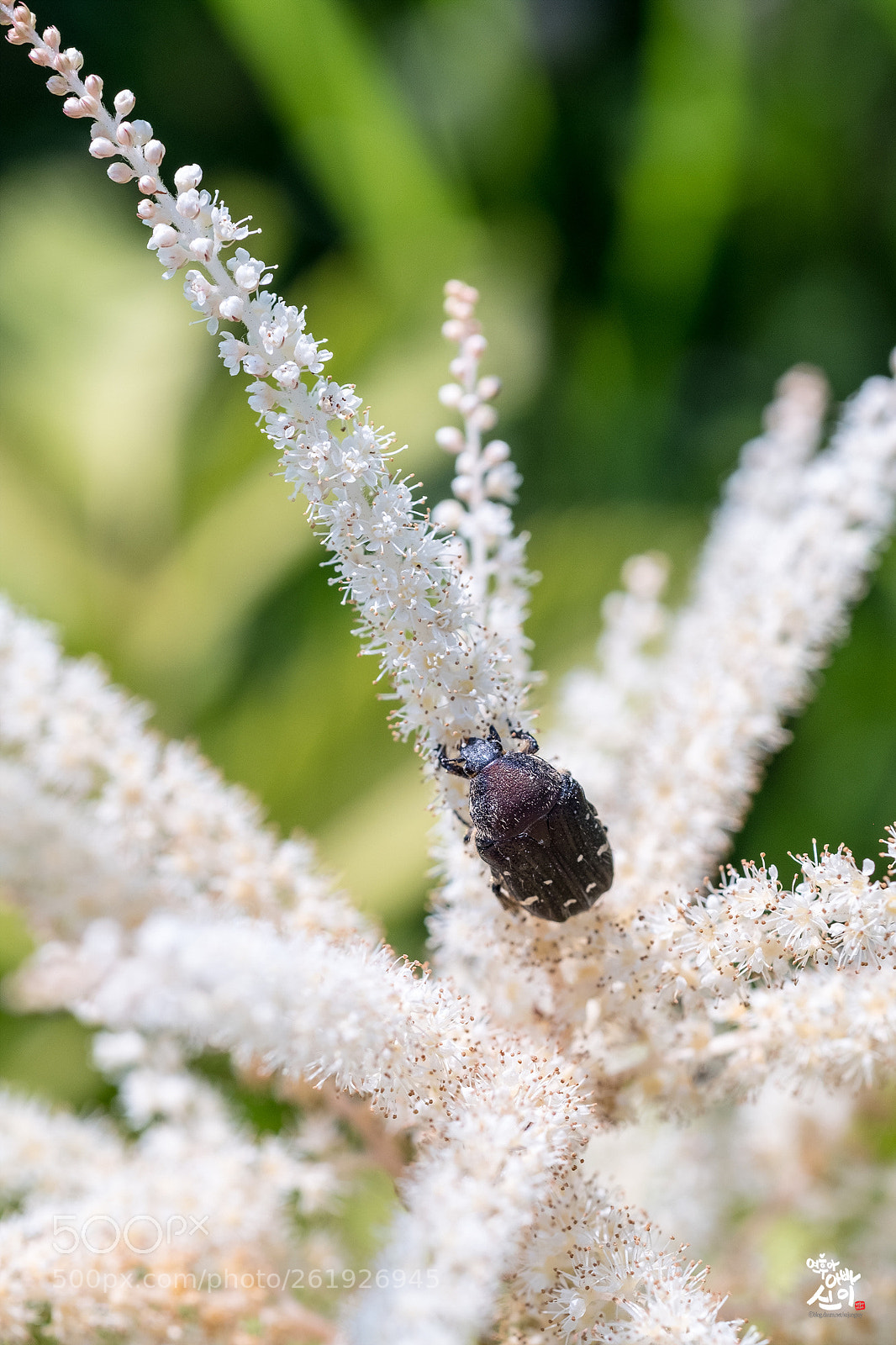 Fujifilm X-T2 sample photo. Bug's life photography