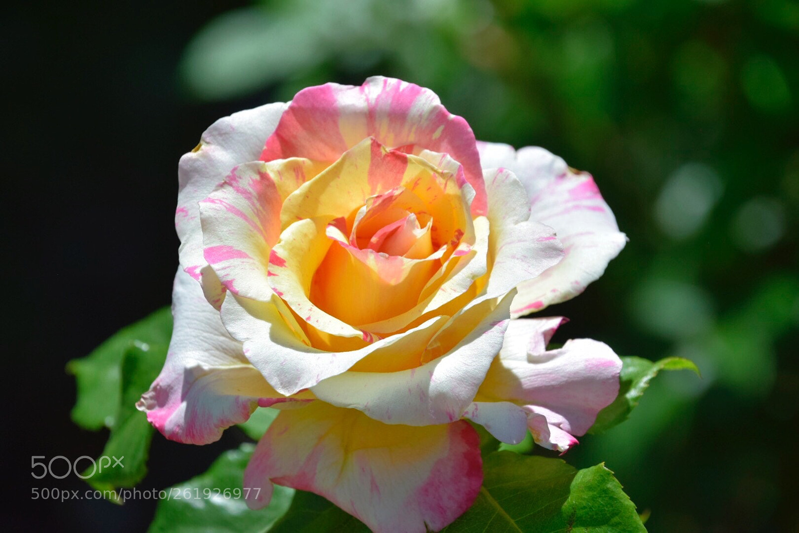 Nikon D5300 sample photo. Rose of another color photography