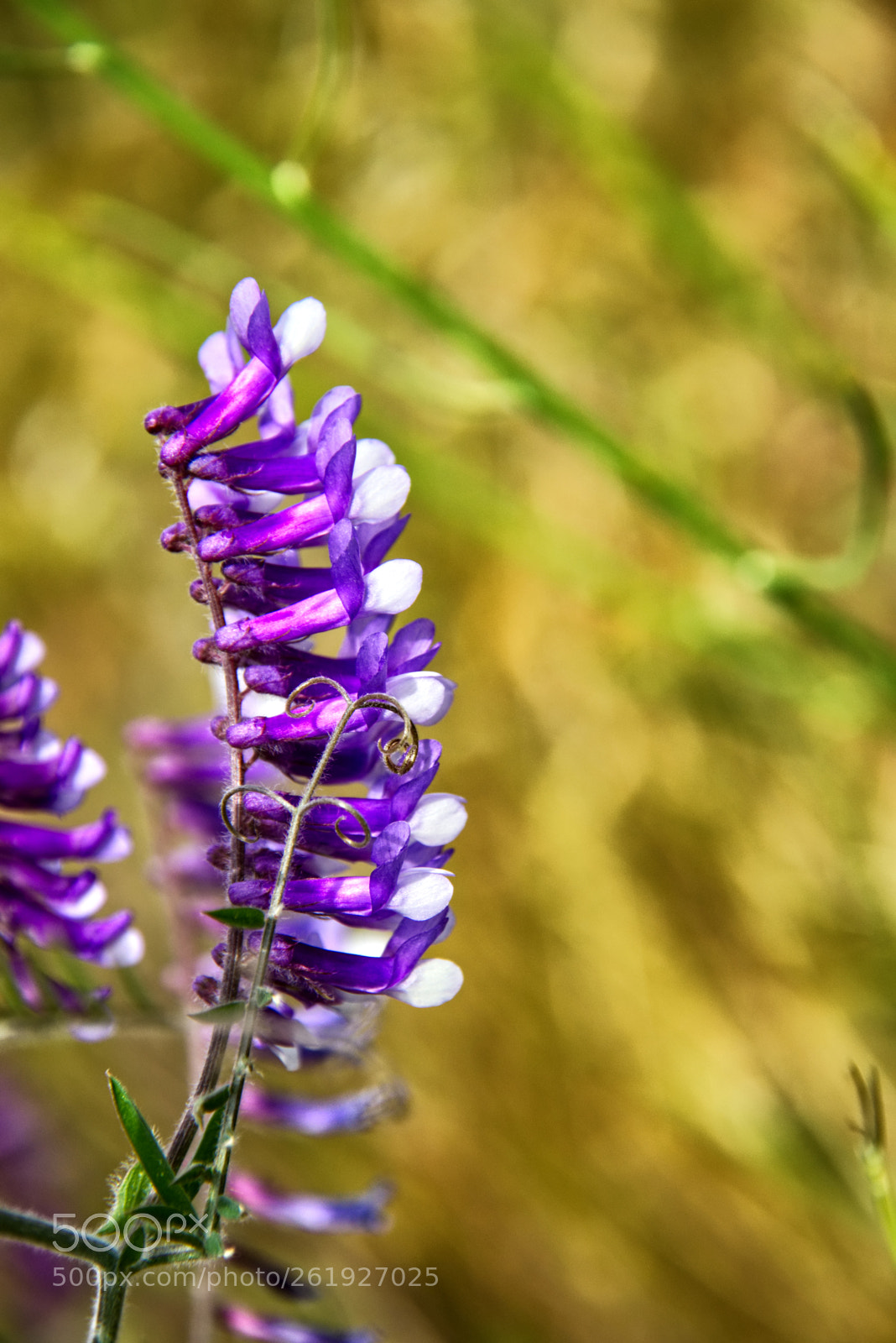 Nikon D7200 sample photo. Palouse vetch photography