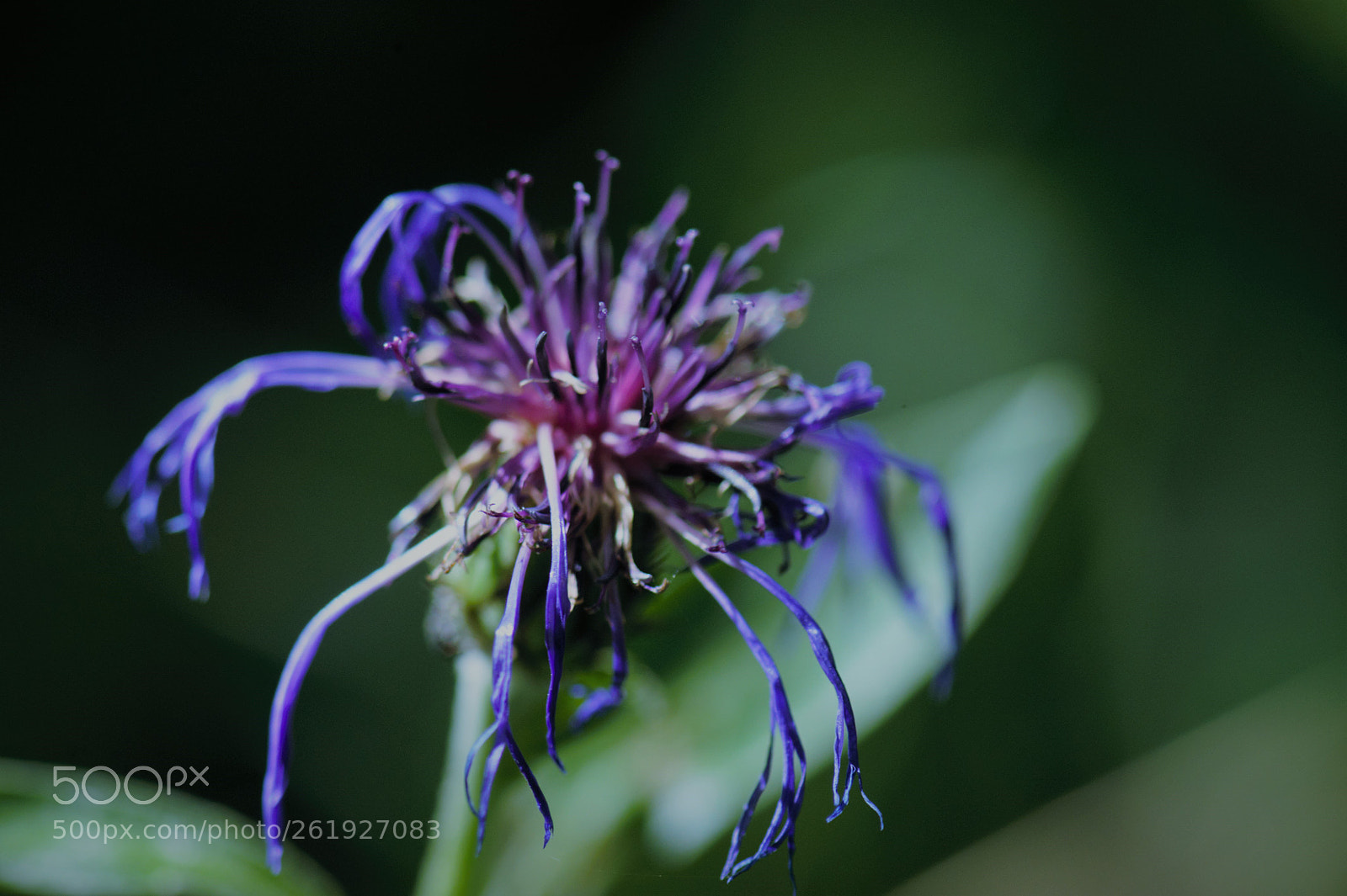 Nikon D700 sample photo. The purple flower growing photography