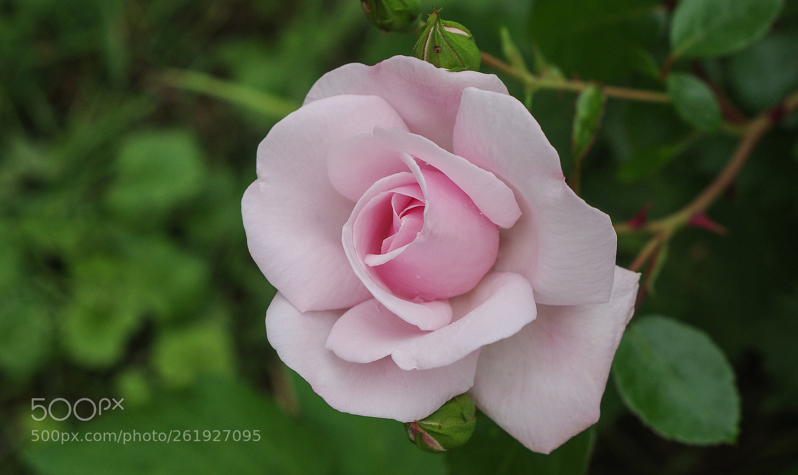 Pentax K-x sample photo. A rose photography