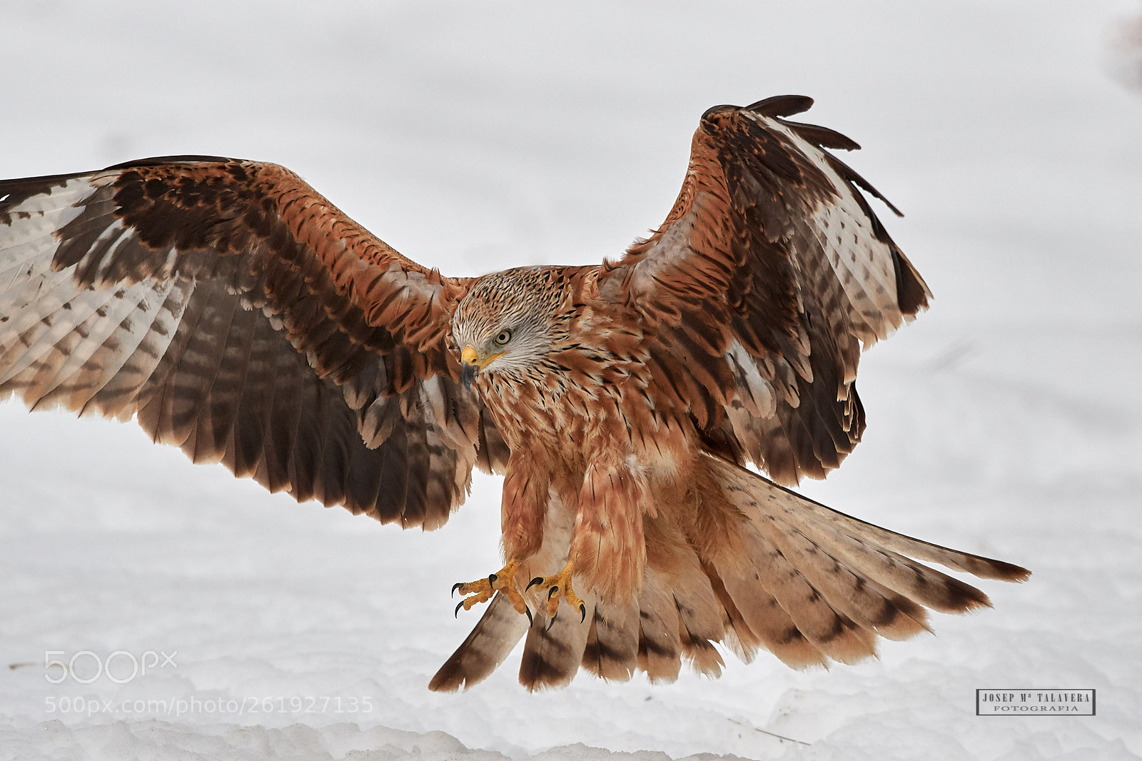 Nikon D500 sample photo. Red kite photography