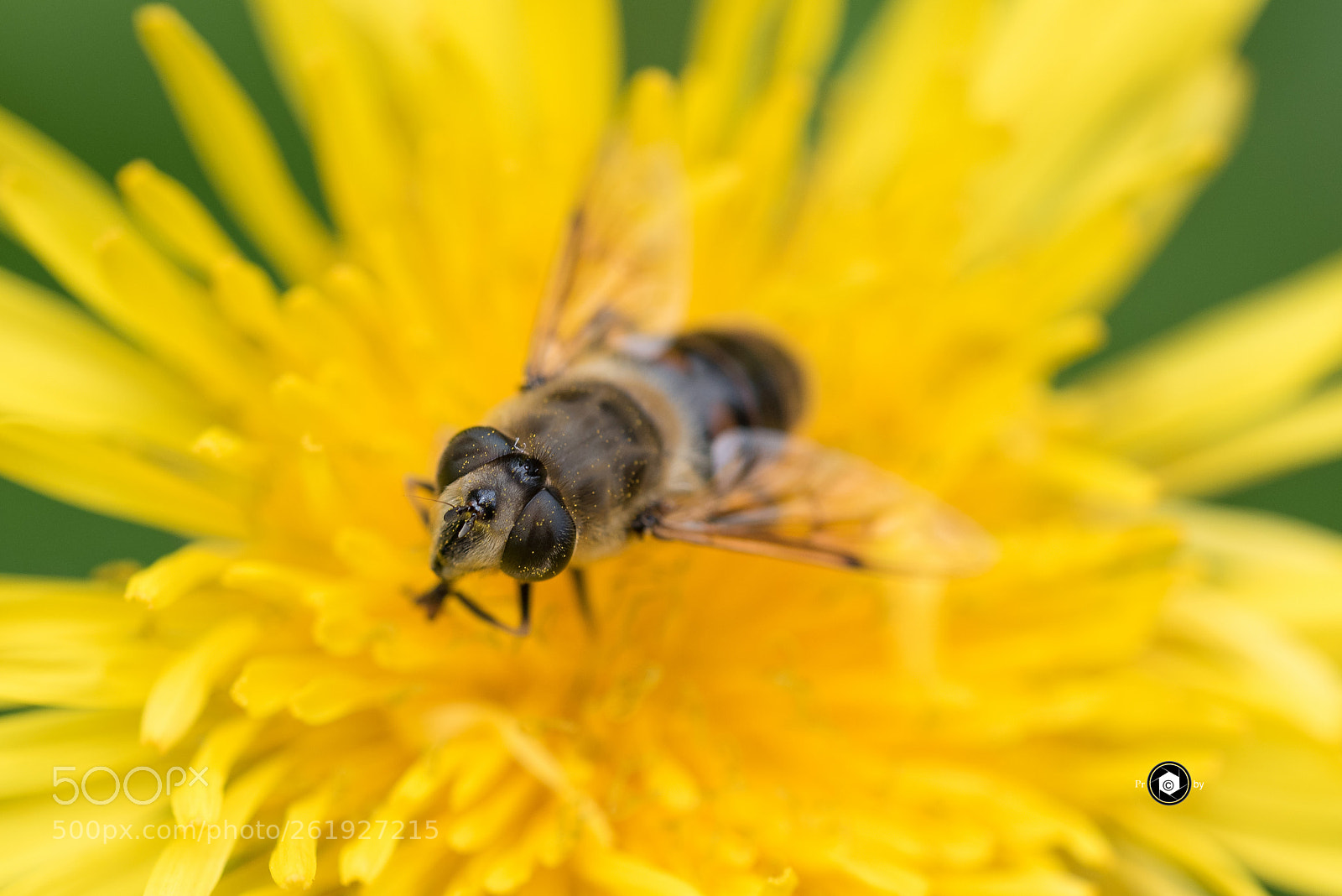 Nikon D750 sample photo. Golosa photography