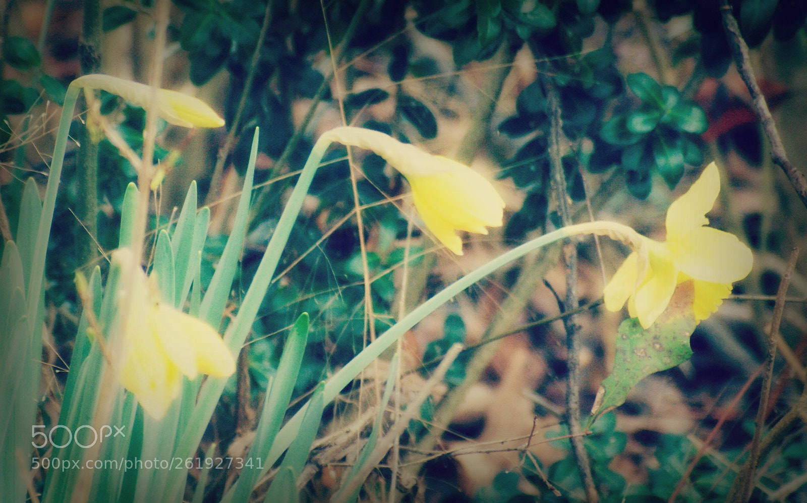 Sony Alpha DSLR-A330 + Sigma 70-210mm F4-5.6 APO sample photo. Flowers of spring photography