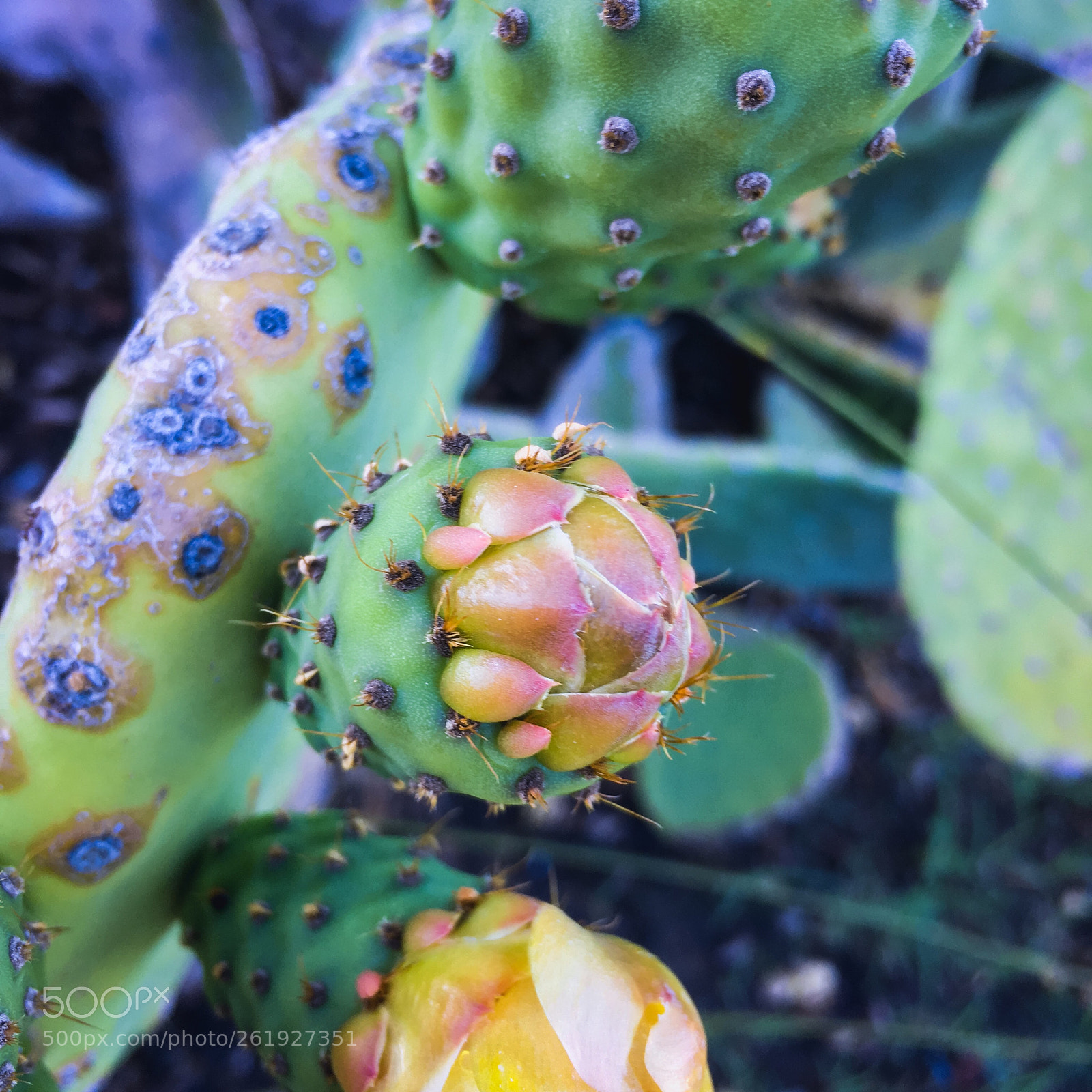 Apple iPhone 6s sample photo. Mission prickly pear at photography