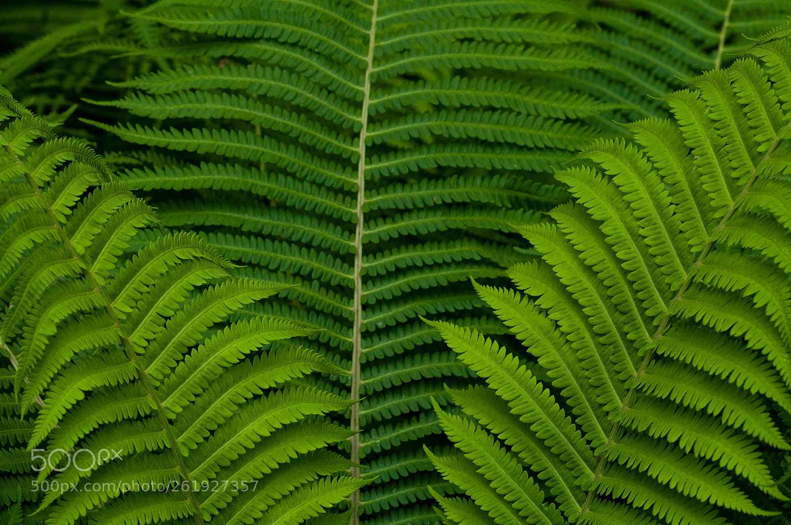 Nikon D90 sample photo. Ferns fanning out photography