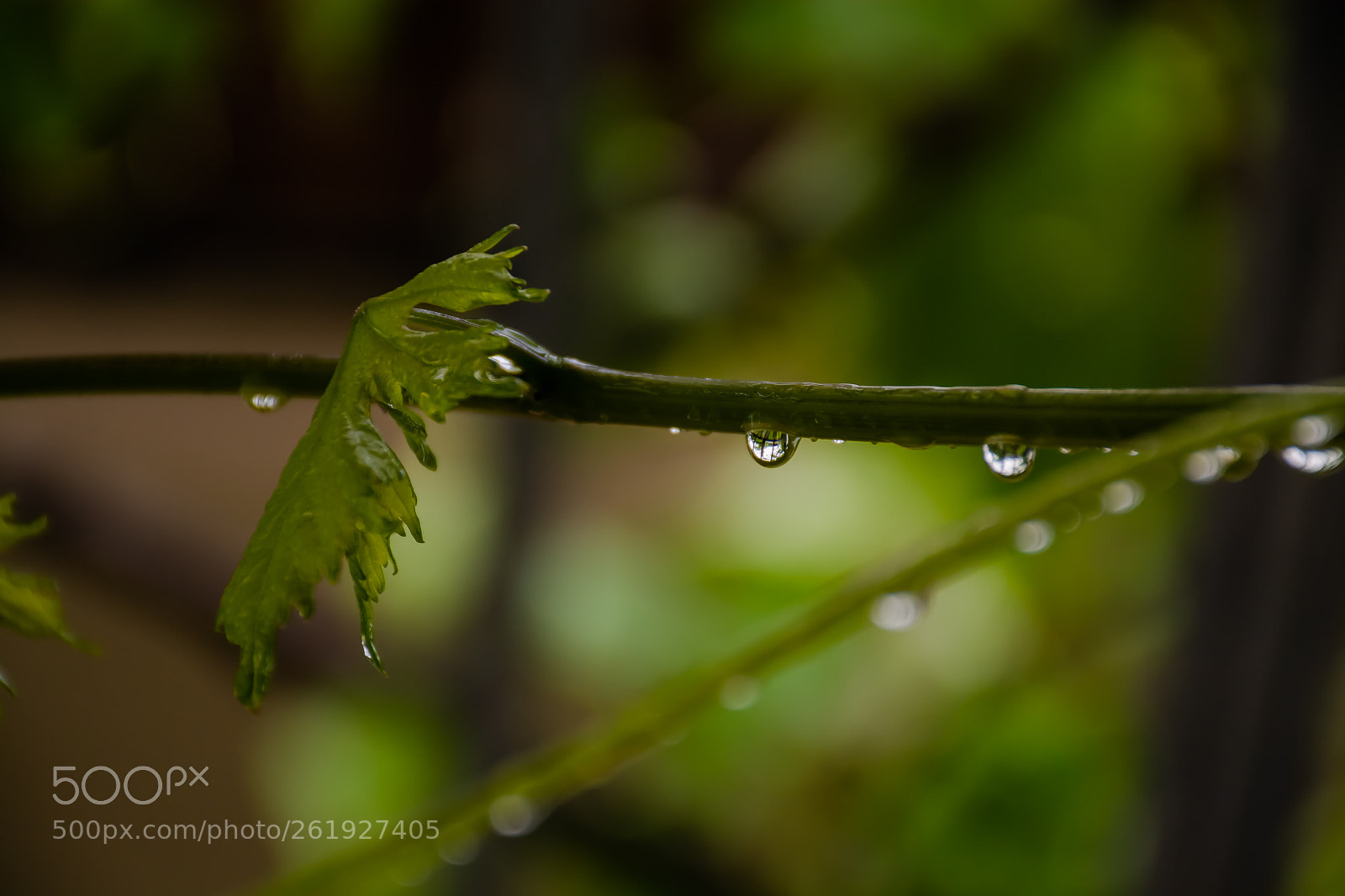 Nikon D7100 sample photo. Grape leaf.. photography