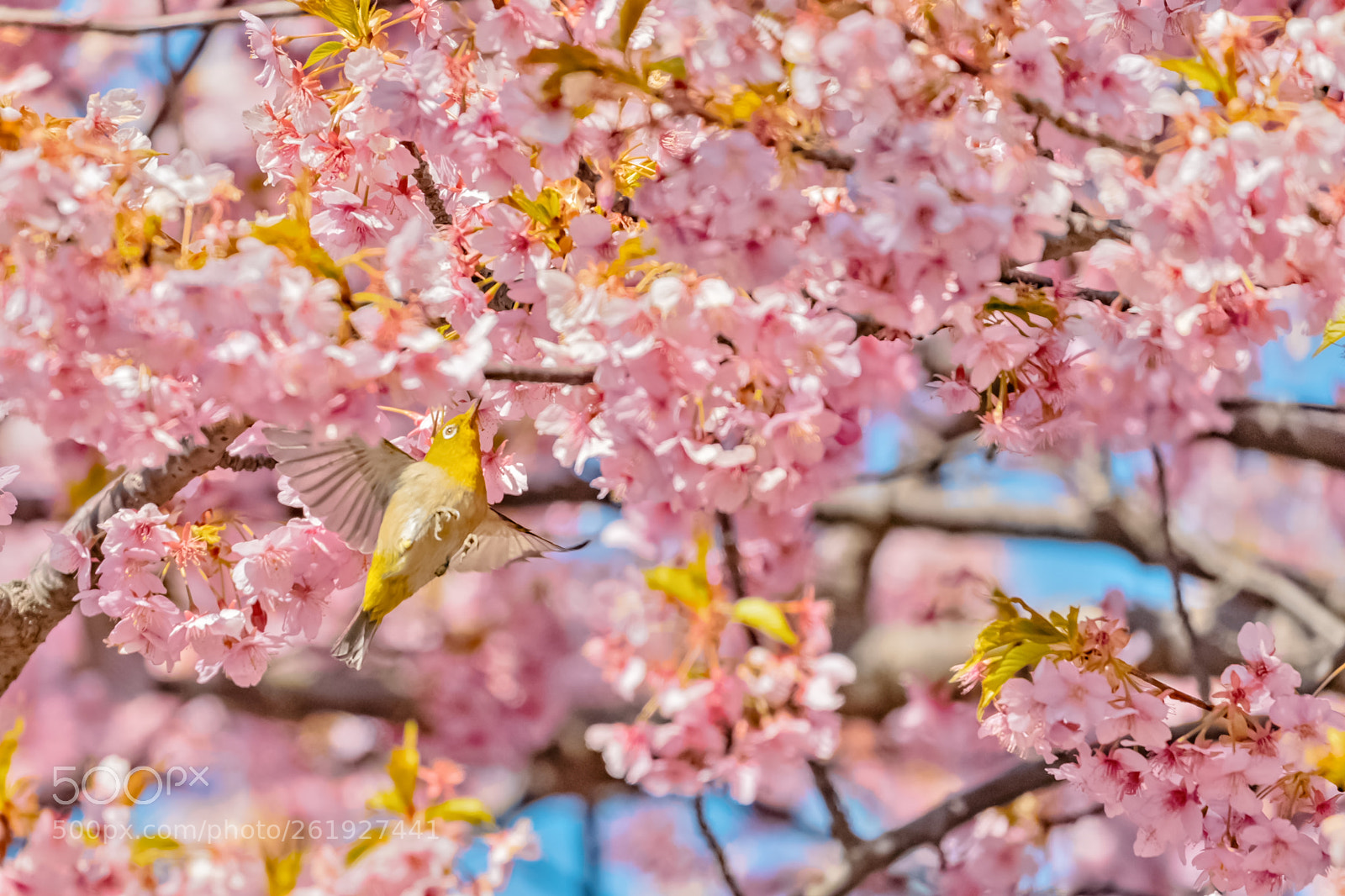 Canon EOS-1D X Mark II sample photo. Ｇｏ～ photography