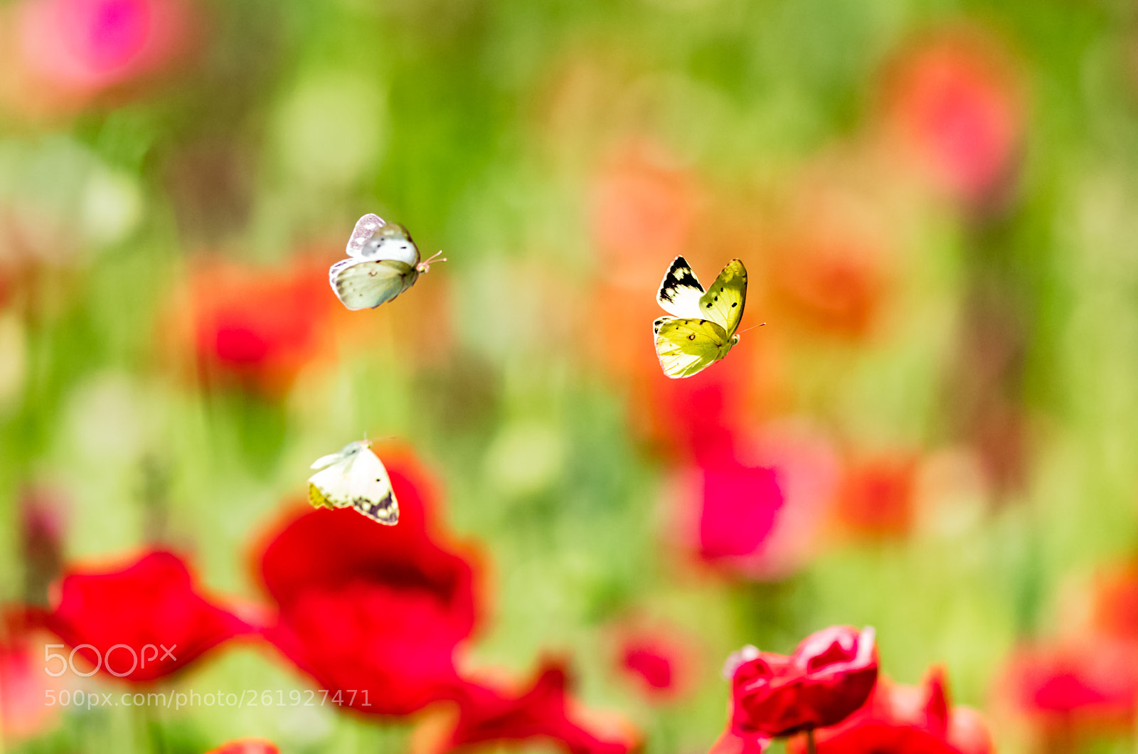 Canon EOS-1D X Mark II sample photo. Their time! photography