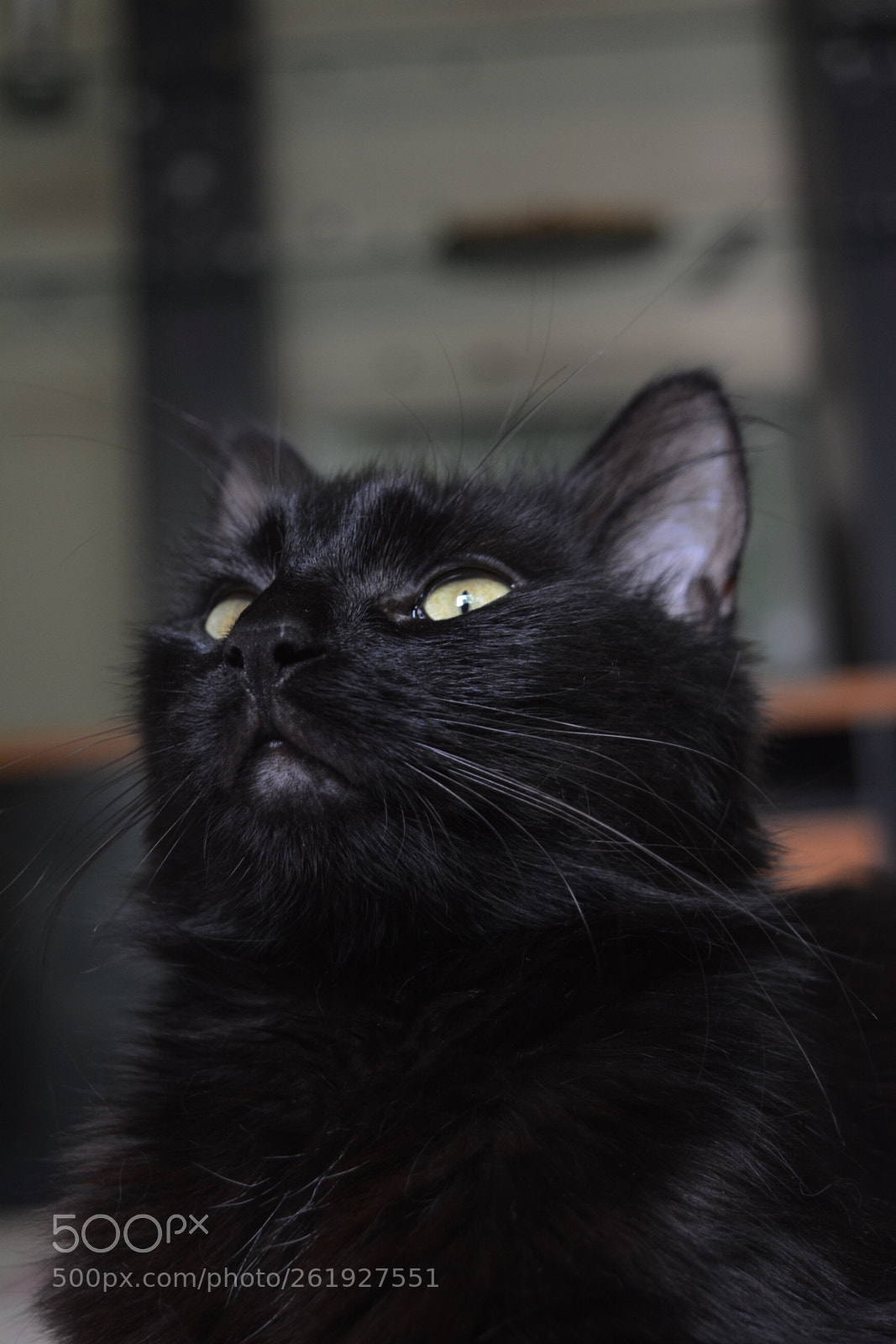 Nikon D5200 sample photo. Untitled photography