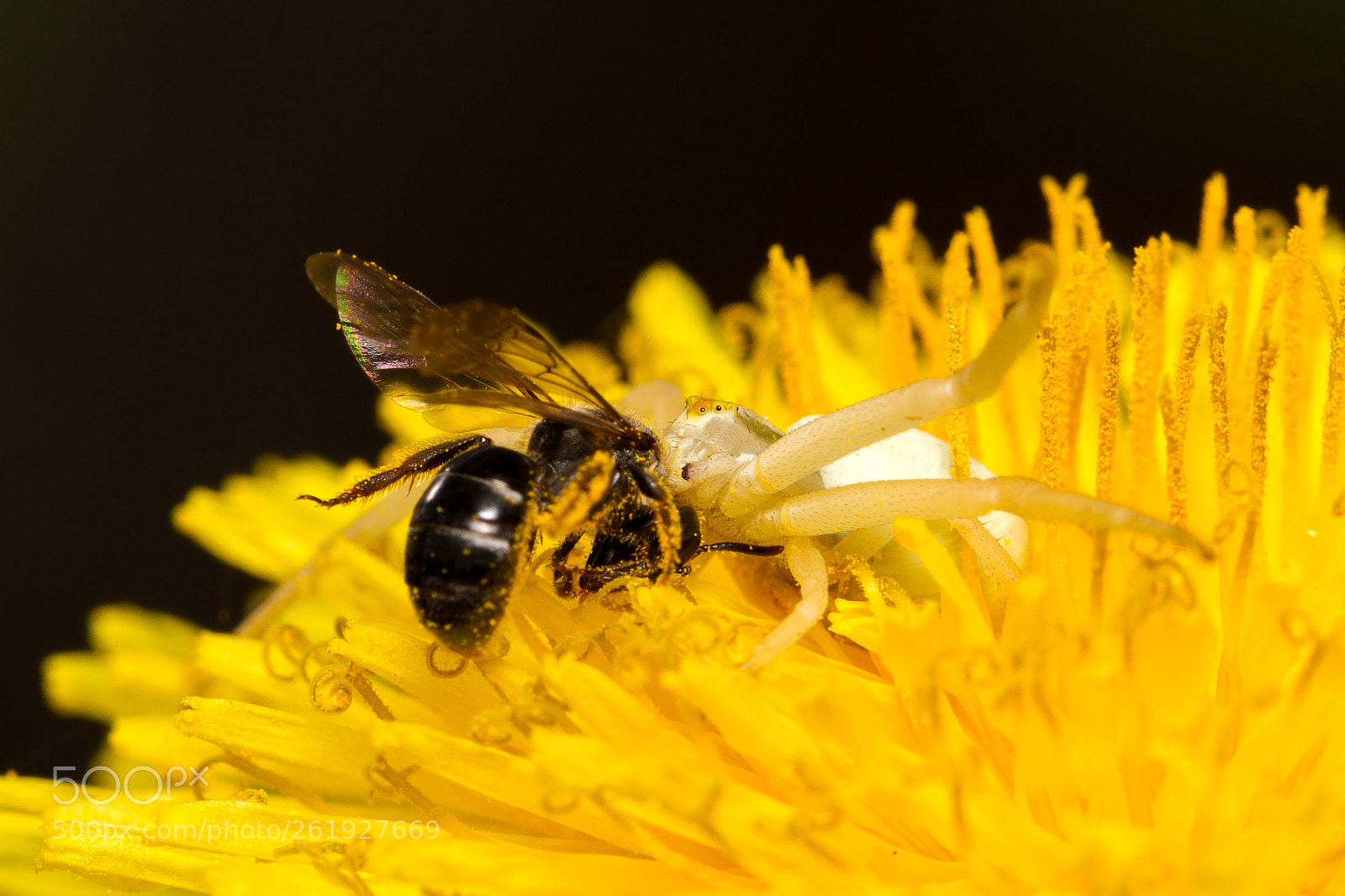 Canon EOS 7D sample photo. Spider and its prey photography